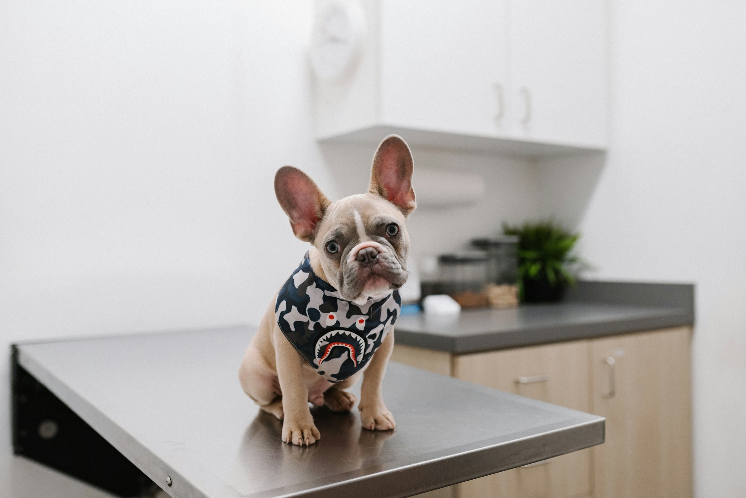 12 Things Vet Techs Quietly Notice About a Dog Before the Vet Even Walks In