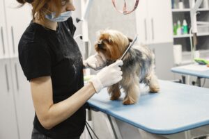 13 Things Groomers Quietly Notice About Dogs Owned by Someone Over 70 in the First 5 Minutes