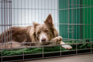 12 Things Boarding Kennel Staff Quietly Notice at Drop-Off in the First 5 Minutes