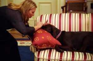 13 Things a Foster Dog Does the Night It Understands It Is Staying