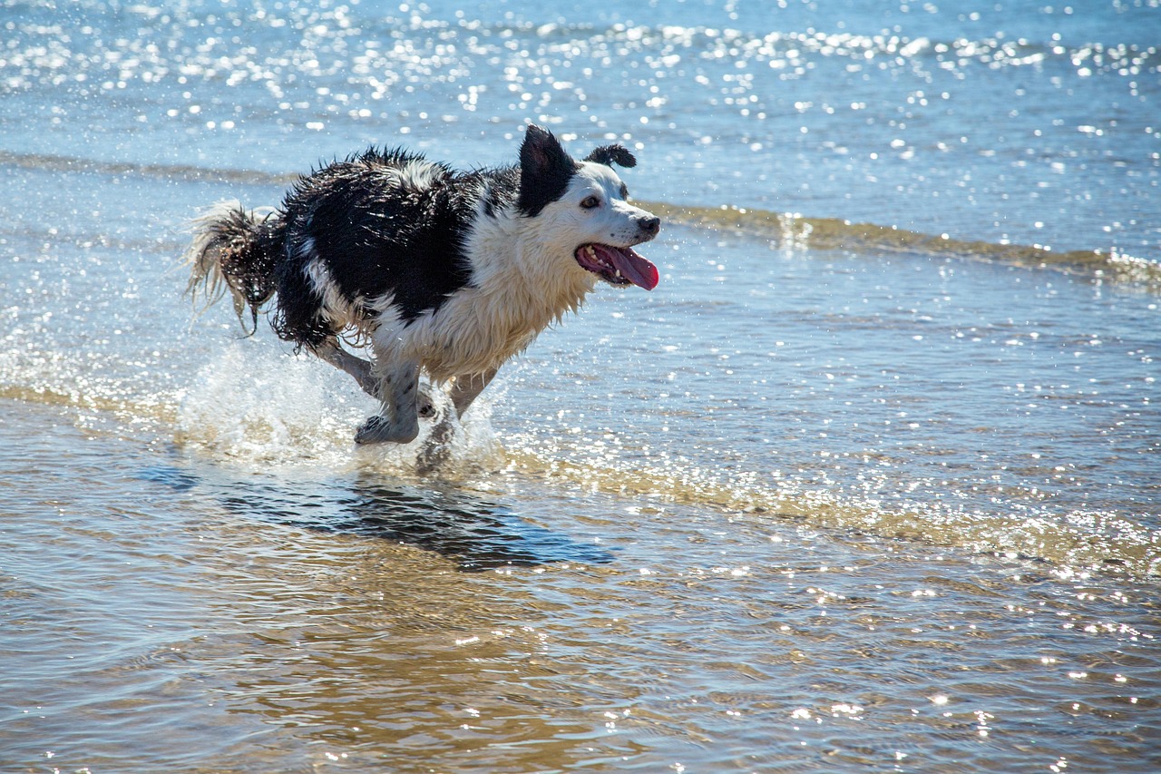 14 Daily Concessions Border Collie Owners Make Without Ever Once Noticing