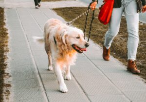 13 Things Dog Walkers Quietly Notice About a Dog in the First 5 Minutes of Every New Job