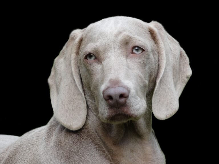 17 Small Changes Vets Spot in a Dog That Owners Consistently Miss