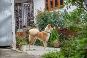 13 Things Your Dog Remembers From This Morning That You Already Forgo