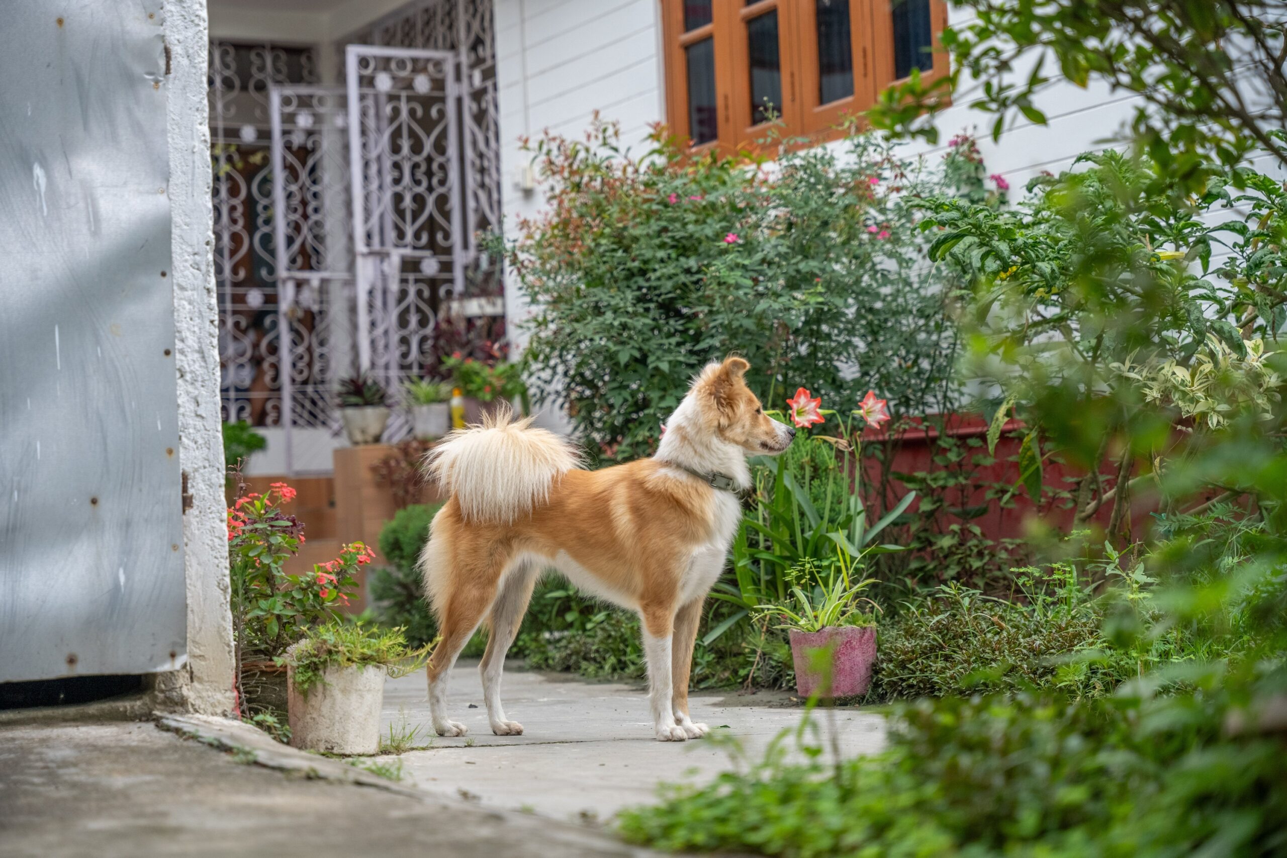 13 Things Your Dog Remembers From This Morning That You Already Forgo