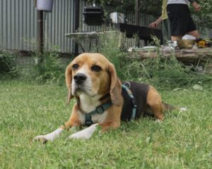 13 Things Beagle Owners Stop Explaining Because Nobody Ever Believes Them