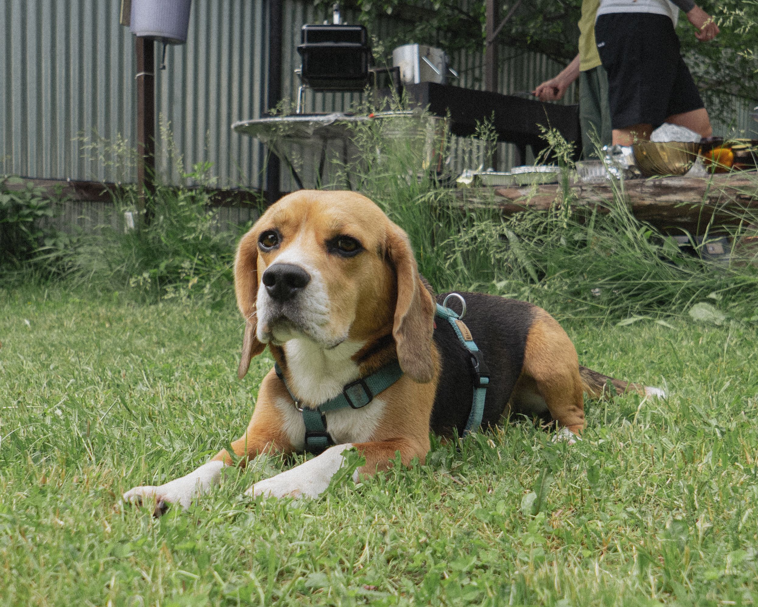 13 Things Beagle Owners Stop Explaining Because Nobody Ever Believes Them
