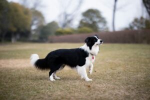 14 Things a Dogs Walk Reveals About Its Health Long Before Any Test