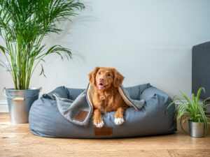 13 Comforts an Old Dog Asks For Without Ever Making a Sound