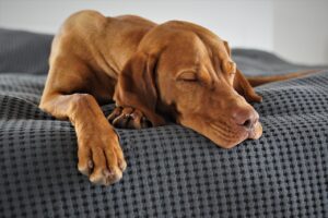 17 Moments Dogs Replay in Their Sleep That Owners Never Think About