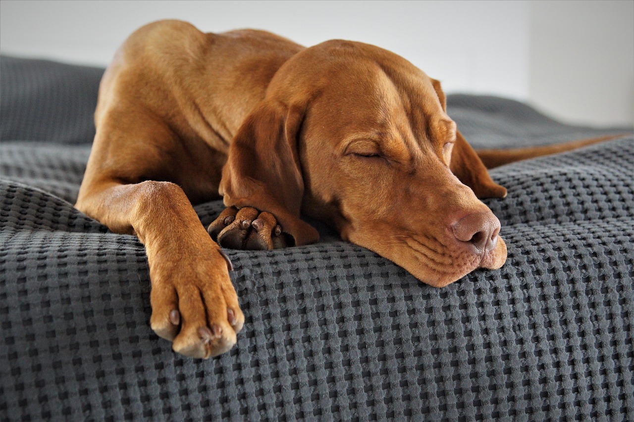 17 Moments Dogs Replay in Their Sleep That Owners Never Think About