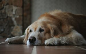 14 Things Dogs Do in Their Last Weeks That Owners Only Understand After They're Gone