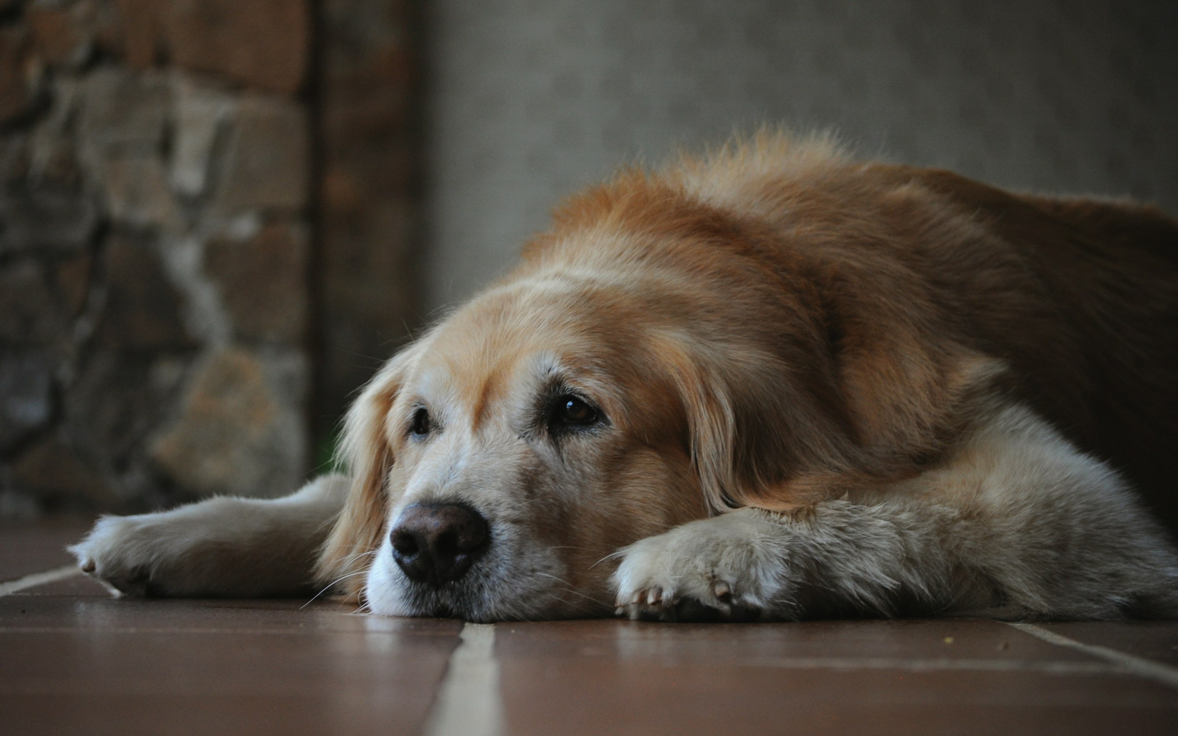 14 Things Dogs Do in Their Last Weeks That Owners Only Understand After They're Gone