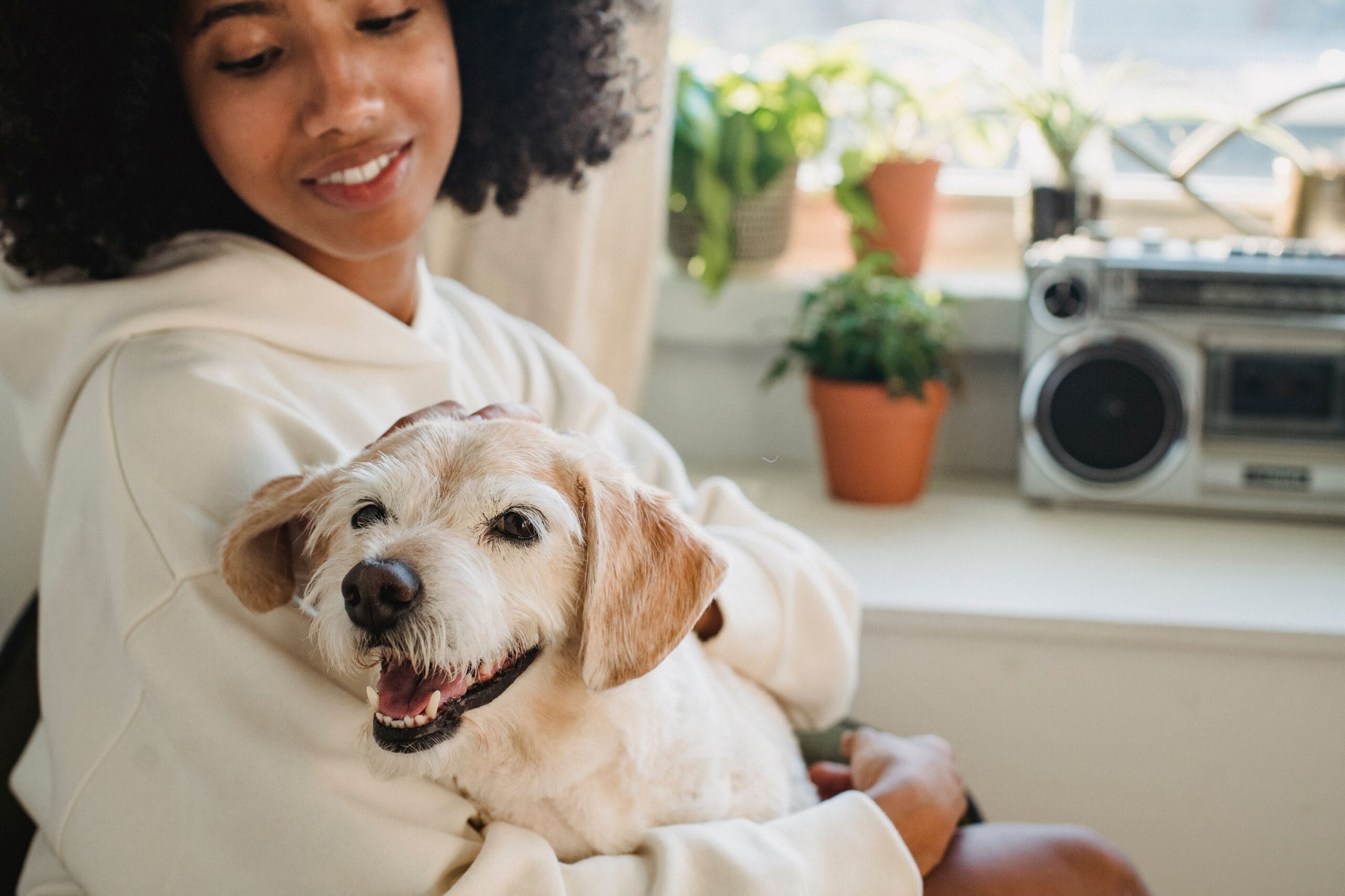 13 Signs Your Dog Has Chosen You as Their Person - Most Owners Never Realise It Happened