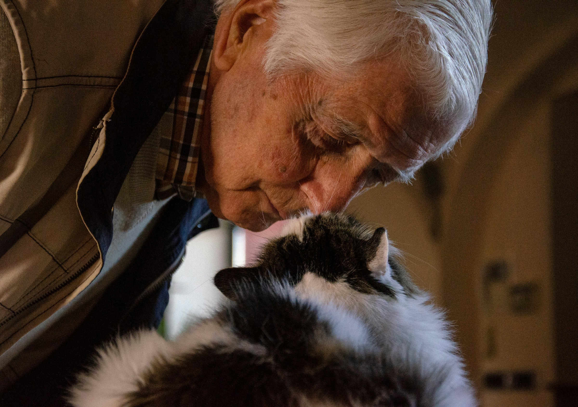 12 Things Vets Quietly Notice About Cats Owned by Someone Over 70 in the First 5 Minutes