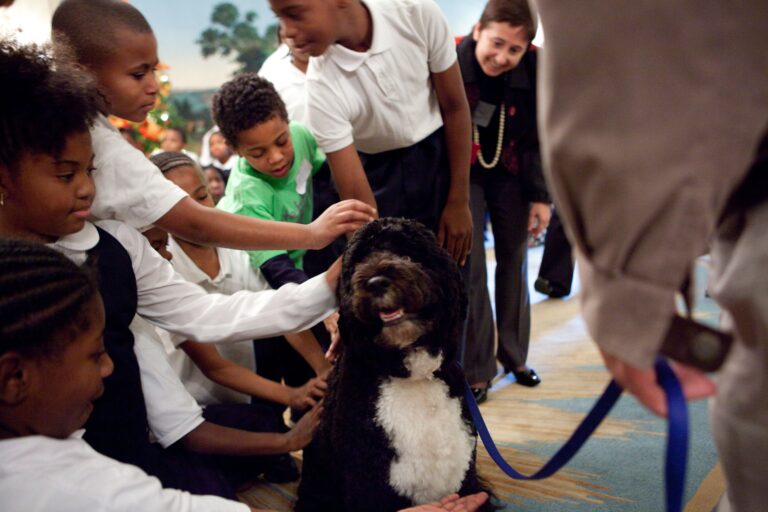 15 Things Dogs Owned by Retirees Do That Vets Say Younger Owners' Dogs Never Learn