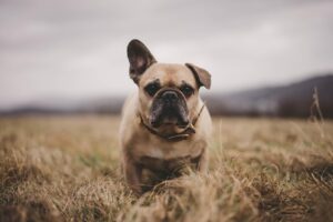 15 Dog Breeds Vets Say Are Nearly Impossible to Keep Healthy Past Age 8