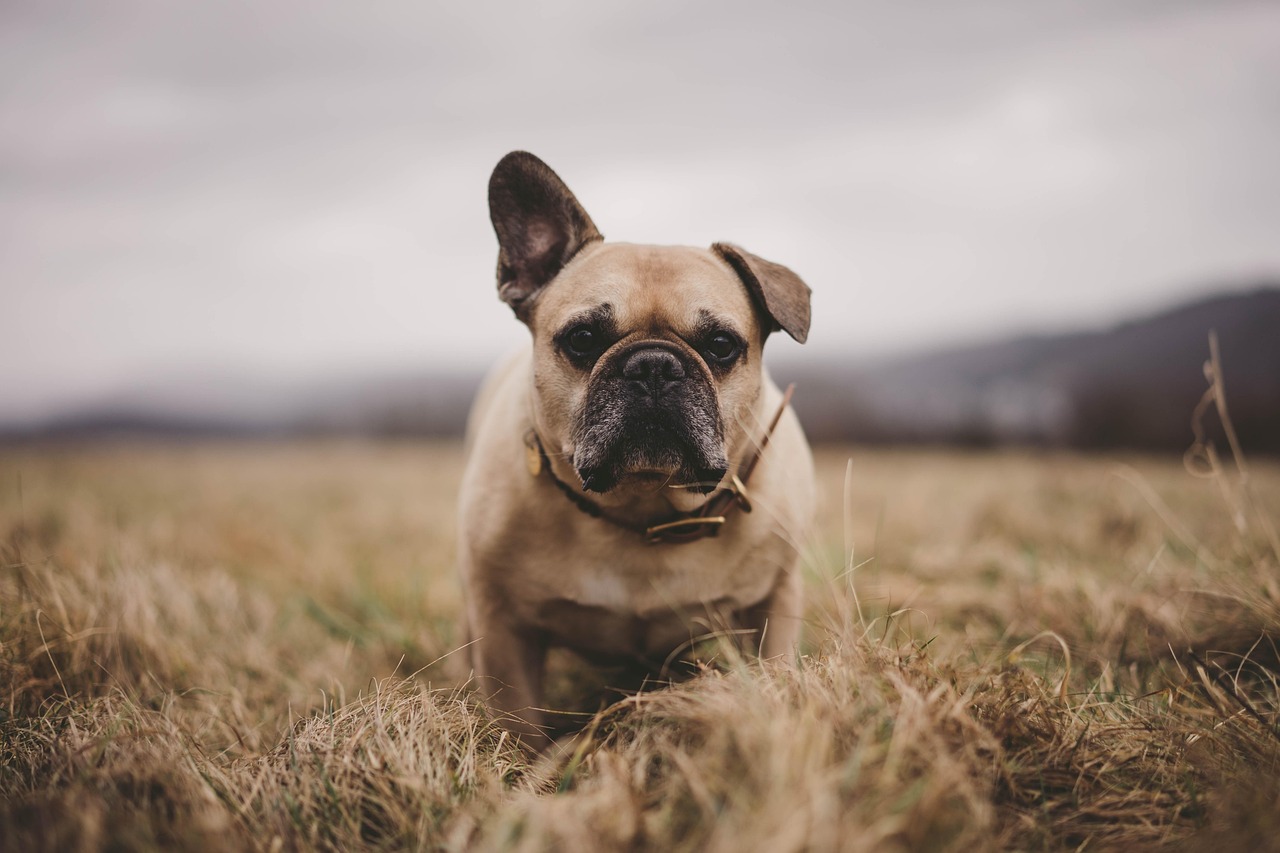 15 Dog Breeds Vets Say Are Nearly Impossible to Keep Healthy Past Age 8
