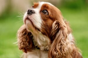 16 Dog Breeds That Get Sweeter With Age - Vets Rank Them All
