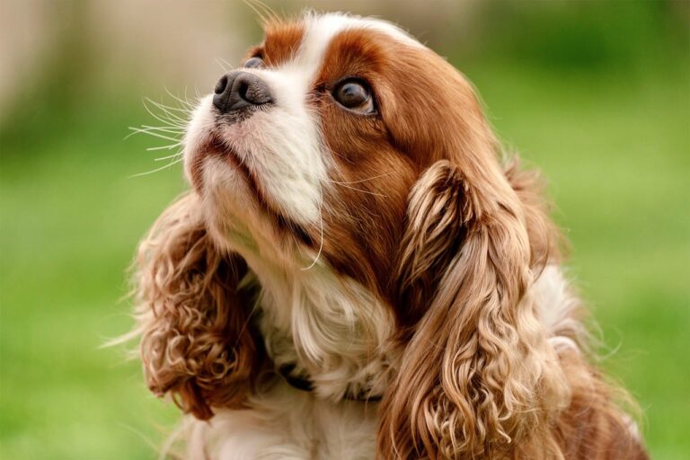 16 Dog Breeds That Get Sweeter With Age - Vets Rank Them All