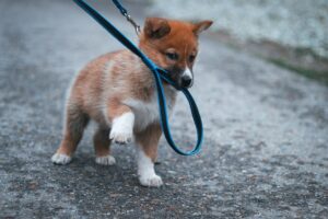 13 Things Dog Walkers Quietly Notice About a Dog in the First 5 Minutes of Every New Job