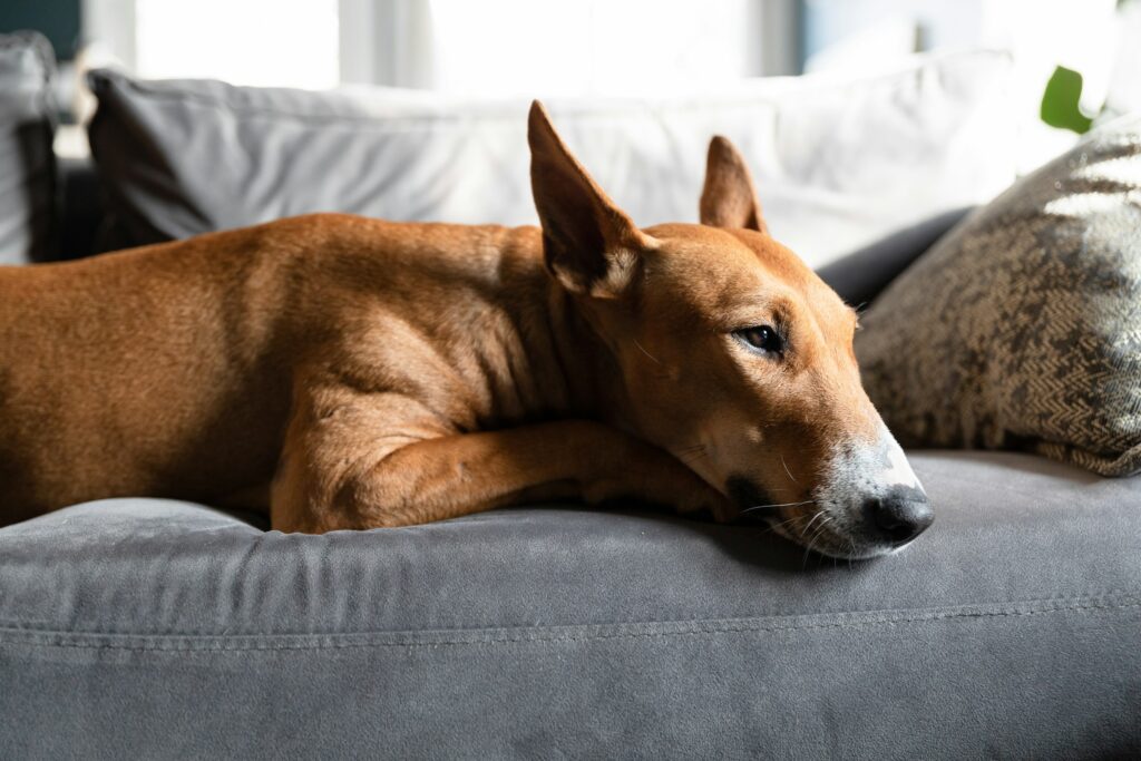 15 Things Dogs Owned by Retirees Do That Vets Say Younger Owners' Dogs Never Learn