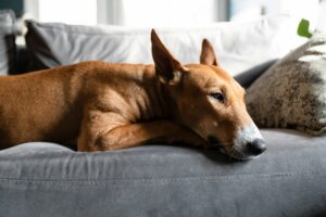 15 Things Dogs Owned by Retirees Do That Vets Say Younger Owners' Dogs Never Learn