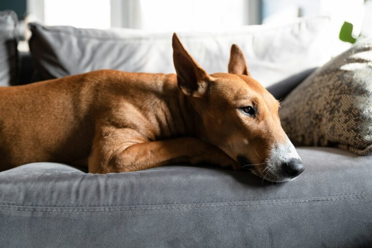 15 Things Dogs Owned by Retirees Do That Vets Say Younger Owners' Dogs Never Learn