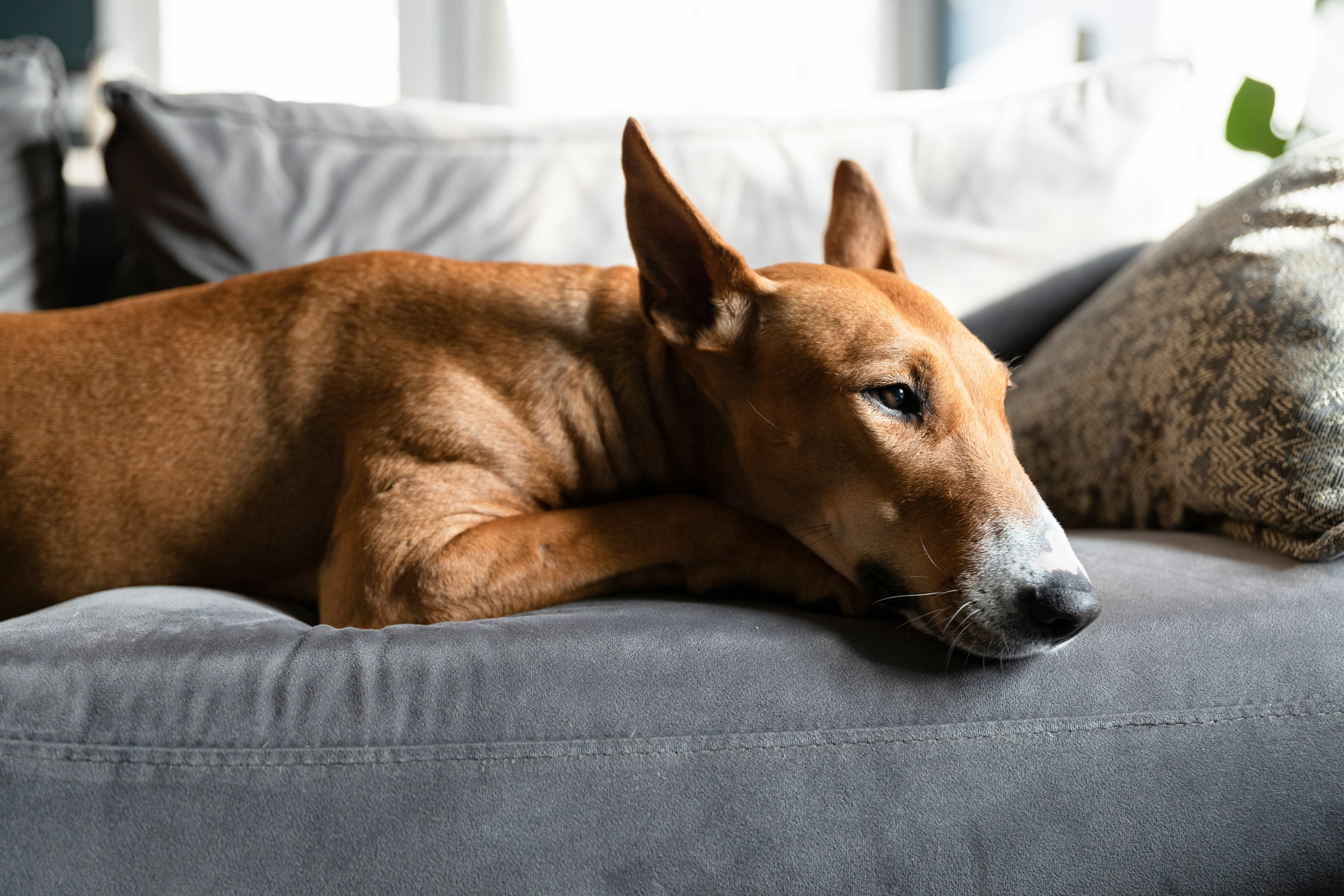 15 Things Dogs Owned by Retirees Do That Vets Say Younger Owners' Dogs Never Learn