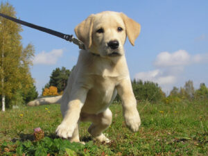 13 Things Boarding Kennel Staff Quietly Notice at Drop-Off in the First 5 Minutes
