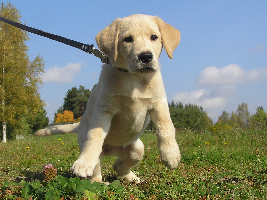 13 Things Boarding Kennel Staff Quietly Notice at Drop-Off in the First 5 Minutes