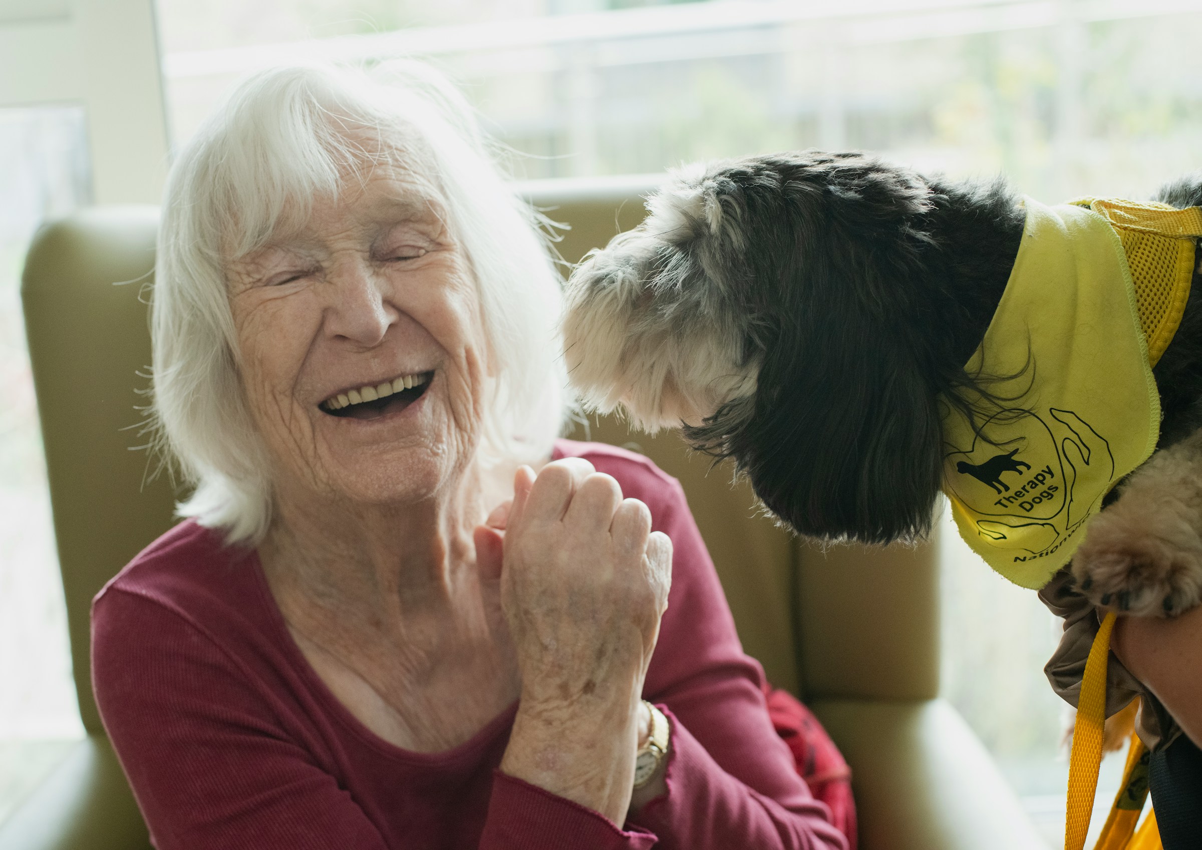 13 Signs Your Senior Dog Still Has Happy Years Ahead - Vets Say Most Owners Worry Too Soon
