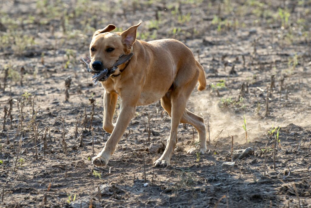 8 Reasons Dogs Scratch the Ground After Toileting Even When They Are Not Trying to Bury Anything