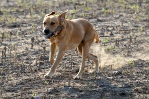 8 Reasons Dogs Scratch the Ground After Toileting Even When They Are Not Trying to Bury Anything