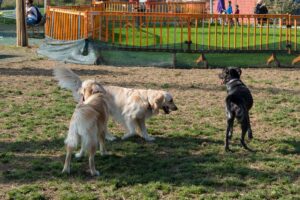 7 Things Dogs Learn From the Smell of Another Dog's Paw Prints