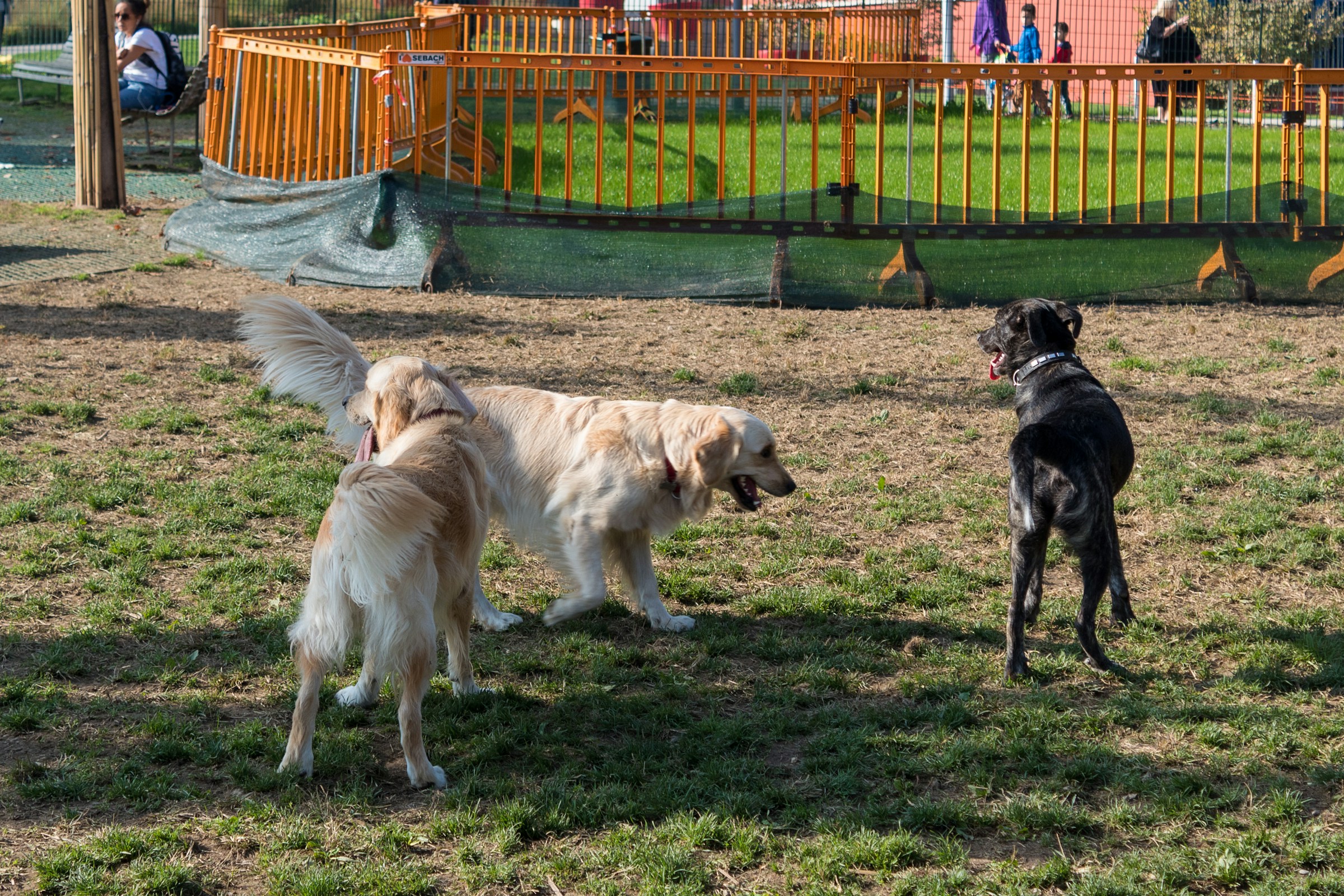 7 Things Dogs Learn From the Smell of Another Dog's Paw Prints
