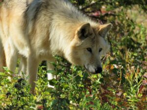 9 Reasons a Dog May Pause at the Same Spot on Every Walk