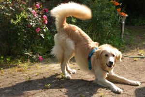 8 Behaviors Dogs Use to Invite Play Without Barking