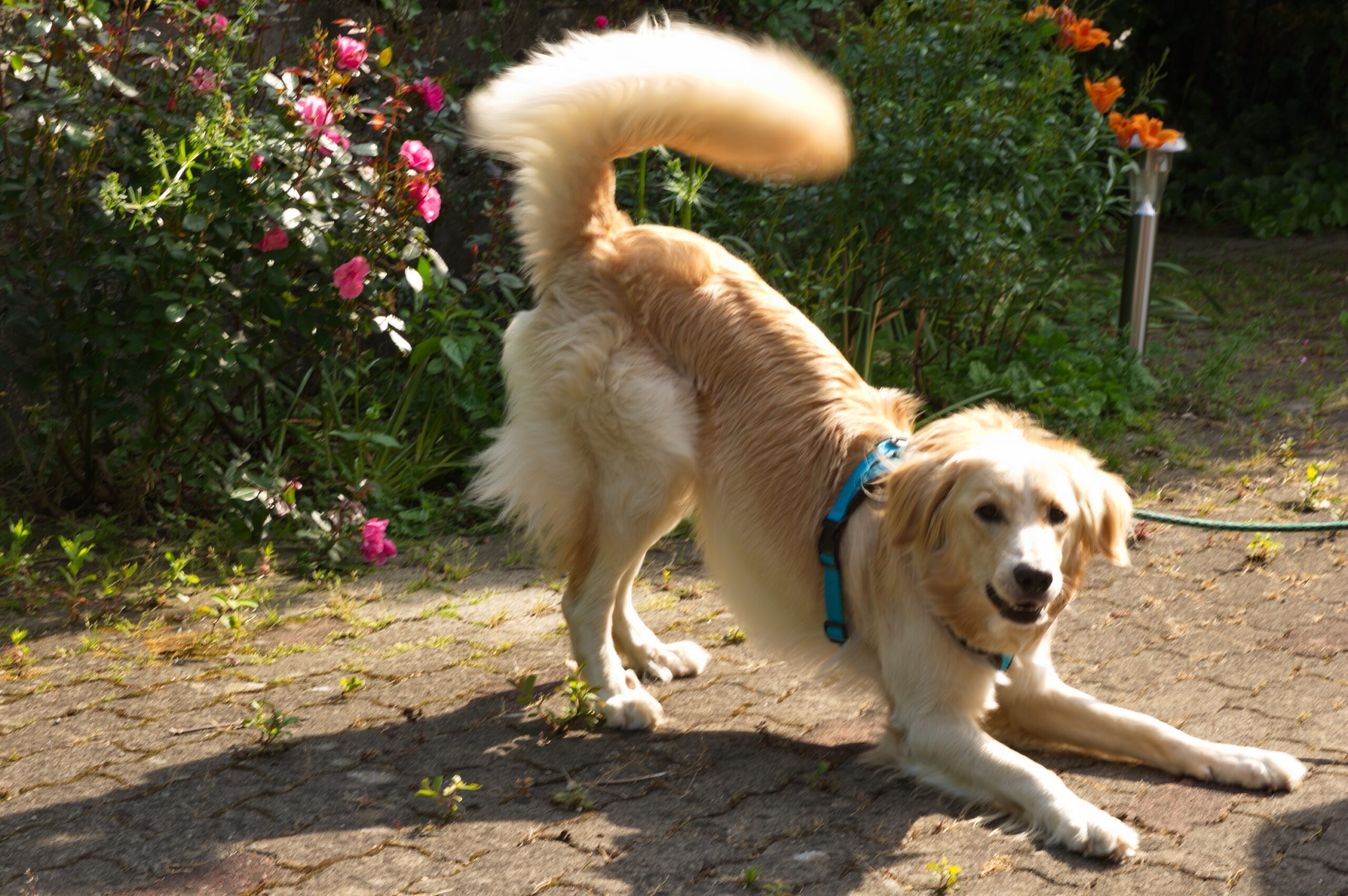 8 Behaviors Dogs Use to Invite Play Without Barking