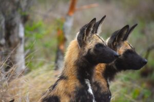 Animal Science Says African Wild Dogs Vote Before a Hunt Using a Behavior That Looks Almost Democratic