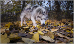 7 Things Dogs Learn From the Smell of Another Dog's Paw Prints
