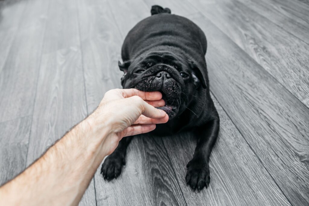 8 Behaviors That Show Puppies Are Learning Bite Control During Play