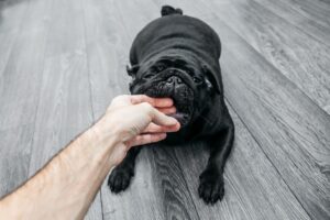 8 Behaviors That Show Puppies Are Learning Bite Control During Play