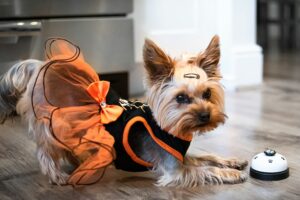 9 Behaviors That Reveal How Dogs Manage Personal Space With Other Dogs