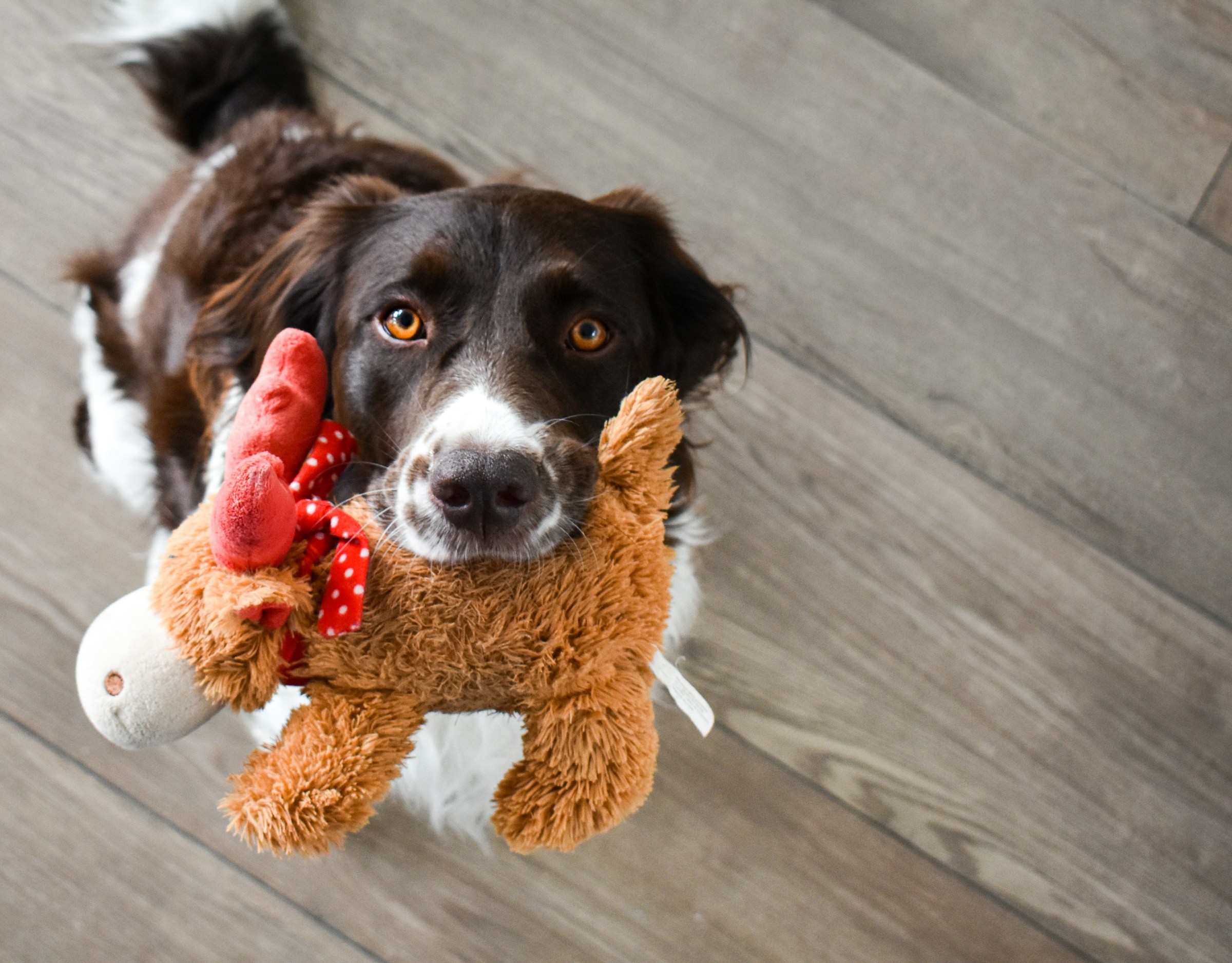 7 Reasons Dogs Sometimes Bring Objects to Guests They Have Just Met