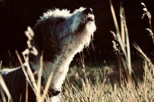 7 Things Dogs Notice About the Wind Before Choosing Where to Walk
