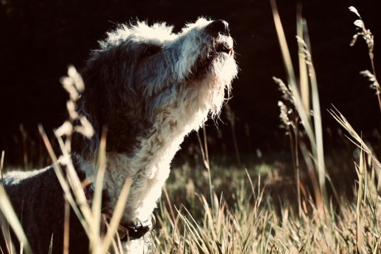 7 Things Dogs Notice About the Wind Before Choosing Where to Walk
