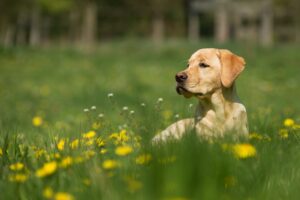 9 Reasons a Dog May Pause at the Same Spot on Every Walk
