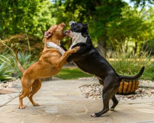 8 Behaviors Dogs Use to Invite Play Without Barking