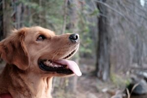7 Behaviors That Show a Dog Is Trying to Defuse Tension With Another Dog